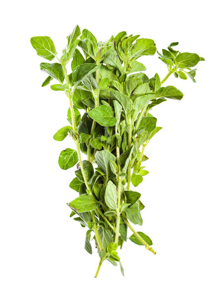 pile of fresh Oregano herb isolated on white