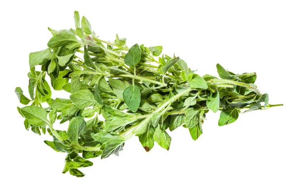 Bunch of fresh Oregano herb isolated on white — Stock Photo, Image