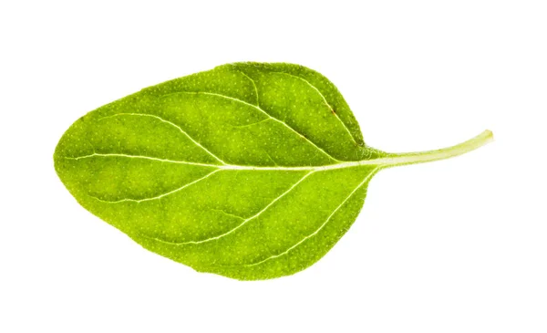 Čerstvý list rostliny Oregano izolovaný na bílém — Stock fotografie