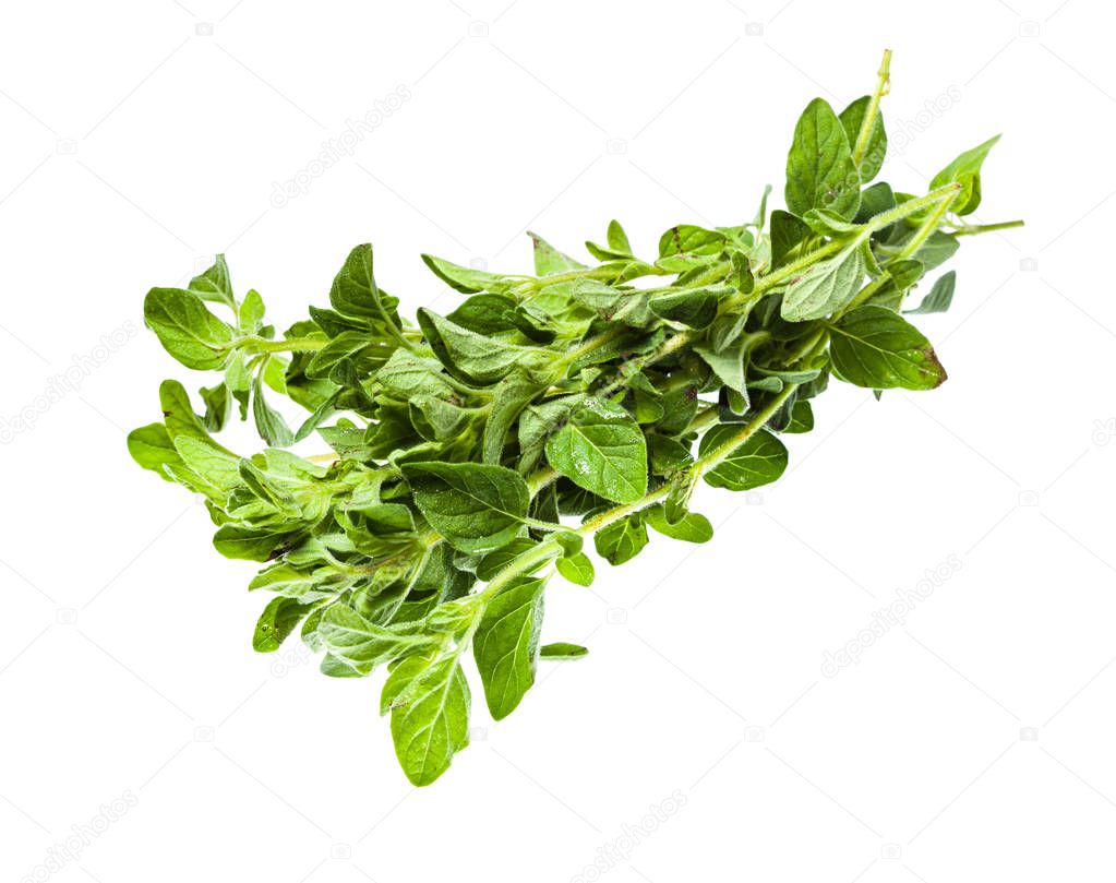 bundle of fresh Oregano herb isolated on white