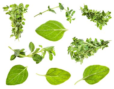 set of leaves and twigs of oregano plant isolated clipart