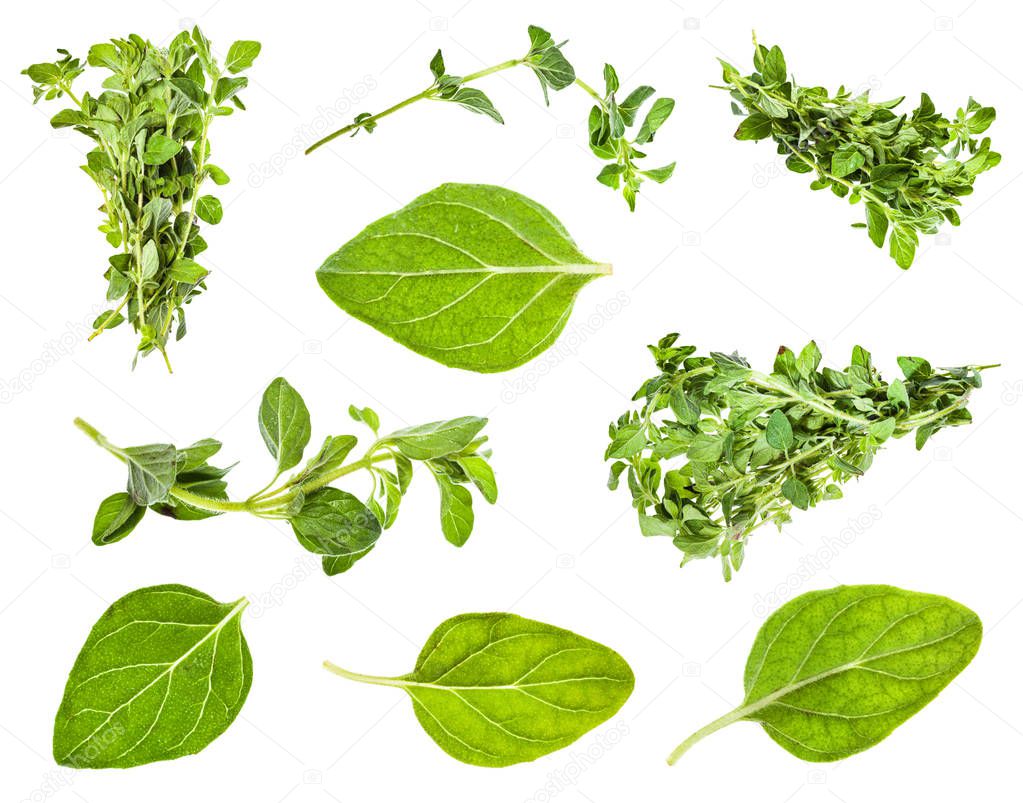 set of leaves and twigs of oregano plant isolated