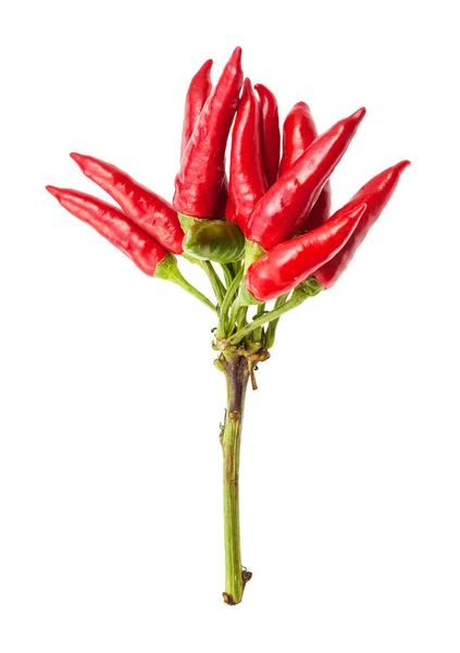 W klastrze świeżych dojrzałych papryki chili (peperoncini) — Zdjęcie stockowe