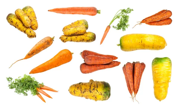 Set of various organic carrot taproots isolated — Stock Photo, Image