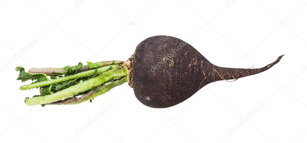 black radish taproot with green foliage isolated