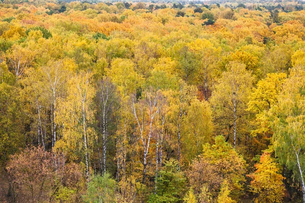 Gelber Birkenhain im bunten Wald im Herbst — Stockfoto
