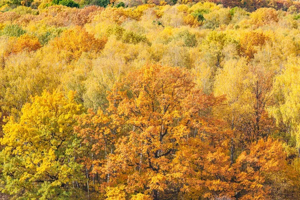 Sarı ormanda turuncu meşe ağacıyla gökyüzü manzarası — Stok fotoğraf