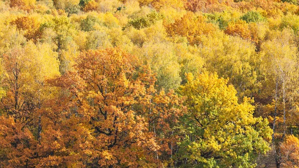 Widok panoramiczny z pomarańczowym dębem w żółtym lesie — Zdjęcie stockowe
