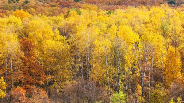 Panoramic view with birch grove in yellow forest — Stock Photo, Image