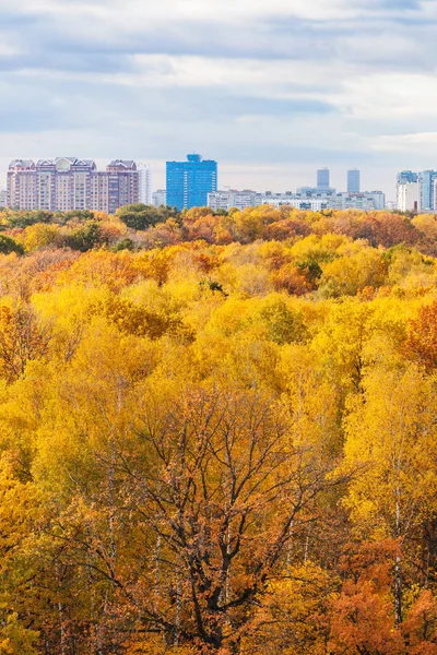 Vista vertical do parque na manhã de outono ensolarada — Fotografia de Stock