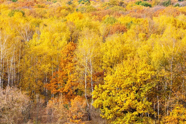 Forêt jaune colorée le jour ensoleillé d'automne — Photo