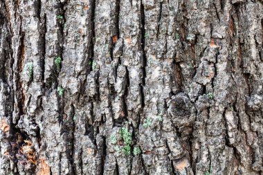 Eski ıhlamur ağacının gövdesinde bir ağaç kabuğu.