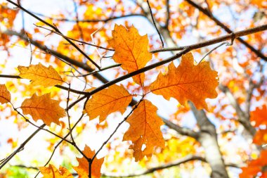 Kırmızı meşe ağacının turuncu yapraklı dalları