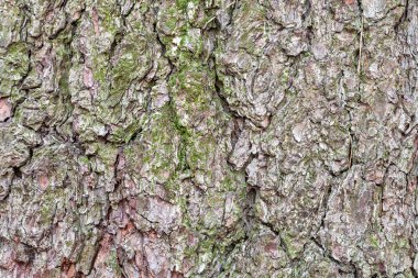 Eski bir çam ağacının gövdesine buruşuk kabuk yakın.