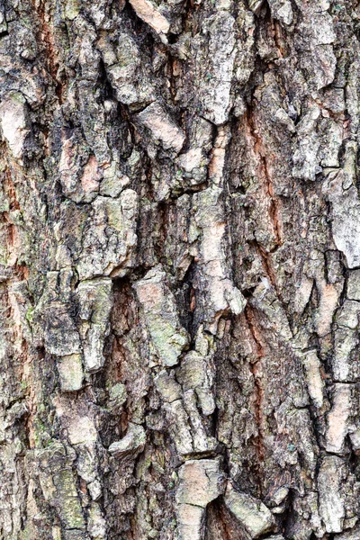 Corteza agrietada en el tronco viejo del árbol de anciano caja —  Fotos de Stock