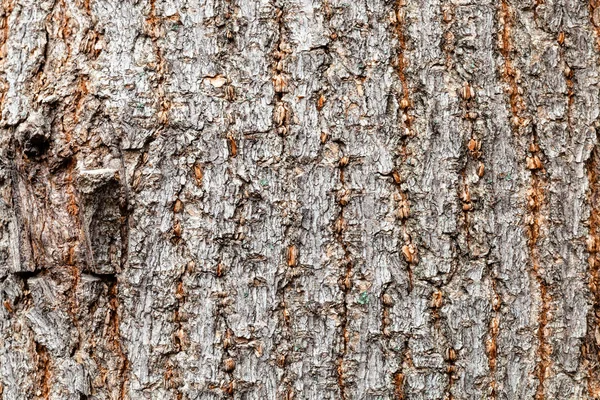 Ongelijke schors op oude stam van boxelder esdoorn boom — Stockfoto