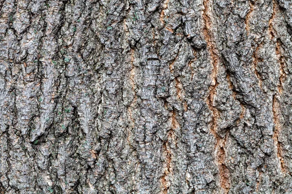 Gegroefde schors op oude stam van asblad esdoorn — Stockfoto