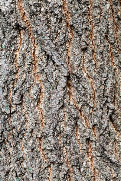 Ruwe schors van oude stam op esdoorn as boom close-up — Stockfoto