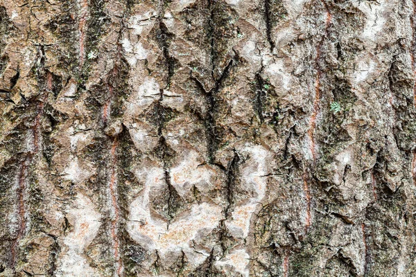 Wet and uneven bark on old trunk of aspen tree — Stock Photo, Image