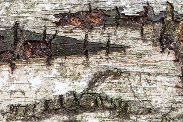 Wet bark on old trunk of birch tree close up — Stock Photo, Image