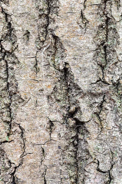 Ongelijke schors op oude stam van esdoorn boom close-up — Stockfoto
