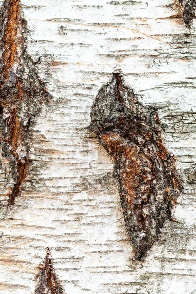 Gnarled bark on trunk of birch tree close up — 图库照片