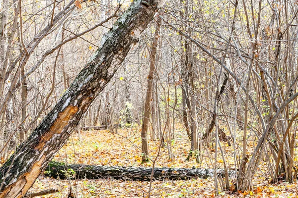 Pnie i ścieżka na łąkę pokryta opadłymi liśćmi — Zdjęcie stockowe