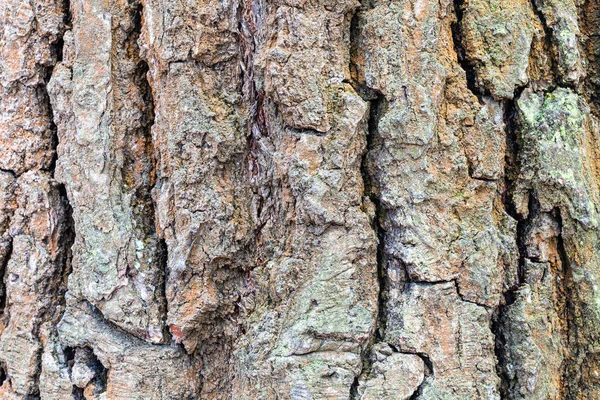 Écorce ridée sur tronc mature de chêne gros plan — Photo