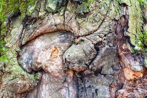 Uzlovitá kůra na zralém kmeni dubu zblízka — Stock fotografie