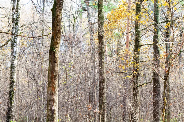 Troncos de árvores e vegetação rasteira no parque no final do outono — Fotografia de Stock