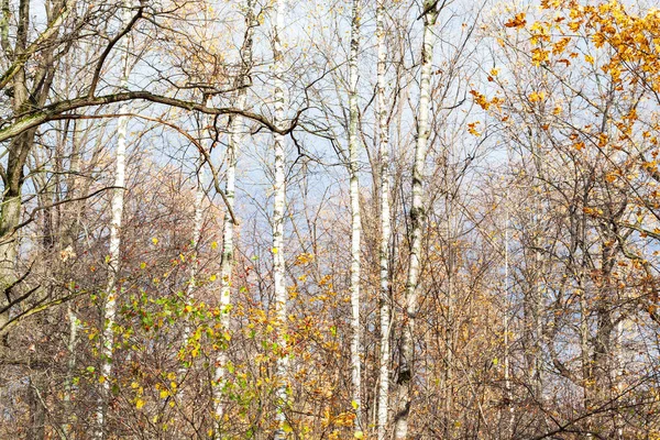 Белые березы в городском парке поздней осенью — стоковое фото