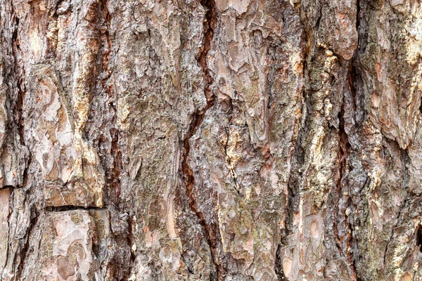 Gerillte Rinde am reifen Stamm der Kiefer aus nächster Nähe — Stockfoto