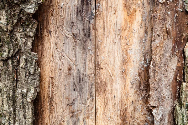 皮をむいた樹皮を閉じる松の幹 — ストック写真