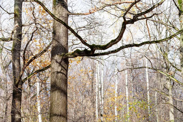 Tölgyfák és nyírfa liget késő ősszel — Stock Fotó