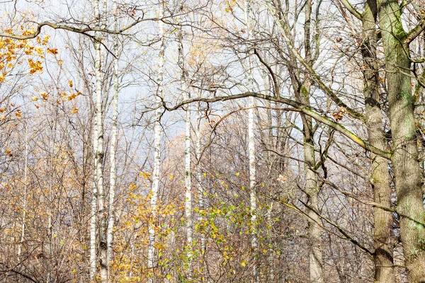 Gołe drzewa w parku miejskim późną jesienią — Zdjęcie stockowe