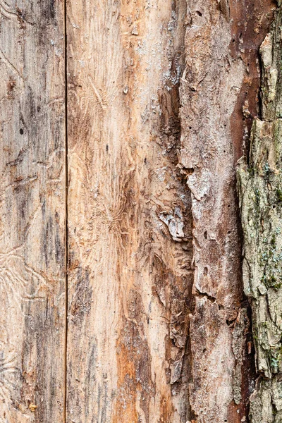 Legno di pino tronco con corteccia sbucciata da vicino — Foto Stock