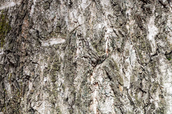 Corteccia grigia solcata su tronco vecchio di betulla — Foto Stock