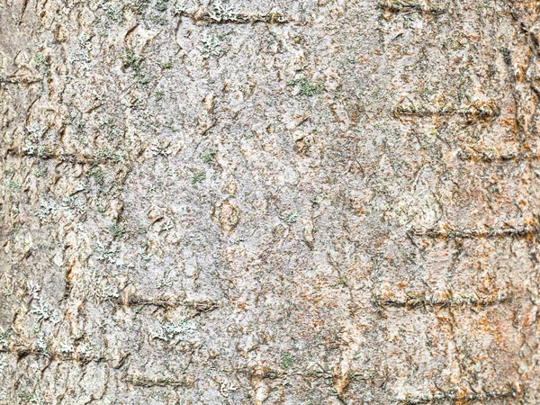 Superfície da casca no tronco da árvore de Rowan close-up — Fotografia de Stock