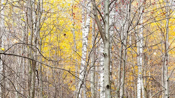 Vista panorâmica de troncos de árvores e folhas amarelas — Fotografia de Stock