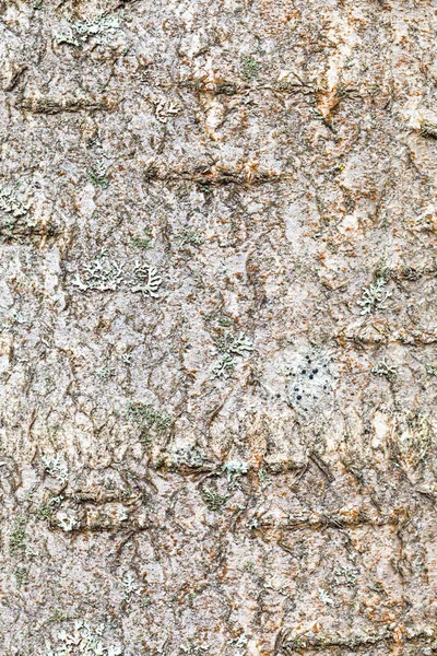 Textured bark on trunk of rowan tree close up — Stock Photo, Image