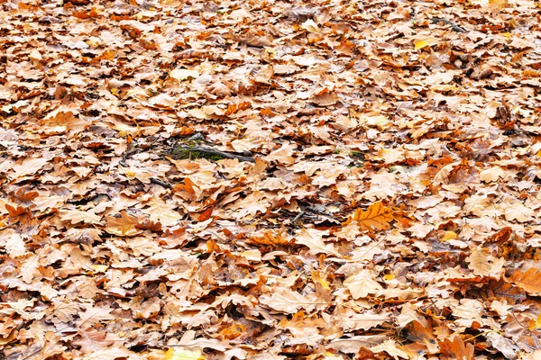 Louka pokrytá pomerančovými spadanými listy v parku — Stock fotografie