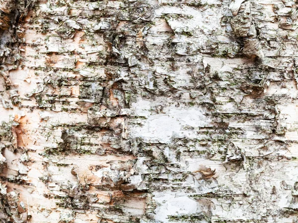 Natürliche Rinde am reifen Stamm der Birke — Stockfoto