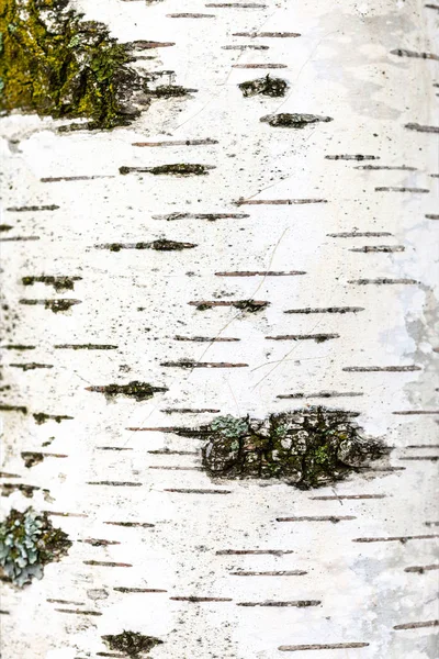 白桦树树干的一部分 — 图库照片