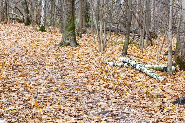 Sentiero coperto da foglie cadute nel parco cittadino — Foto Stock