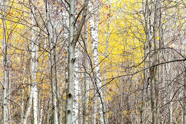 Стовбури дерев і жовте листя в кінці осені — стокове фото