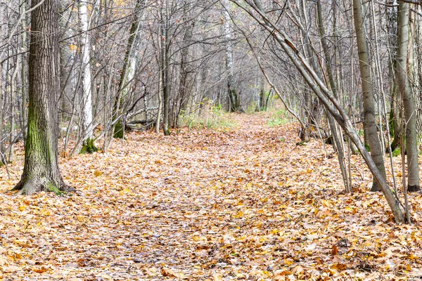 Pad bedekt door gevallen bladeren tussen kale bomen — Stockfoto