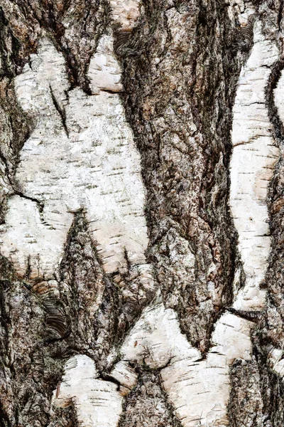 Corteccia solcata su tronco maturo di betulla — Foto Stock