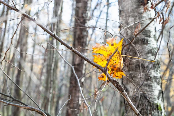 Spadł żółty liść splątany w gałęziach drzew — Zdjęcie stockowe
