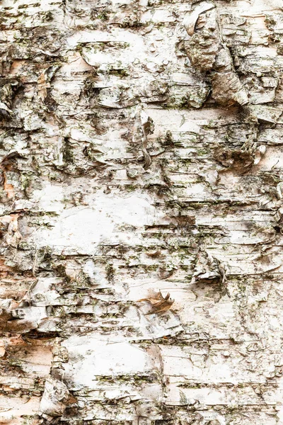 Corteccia irregolare su tronco maturo di betulla vicino — Foto Stock