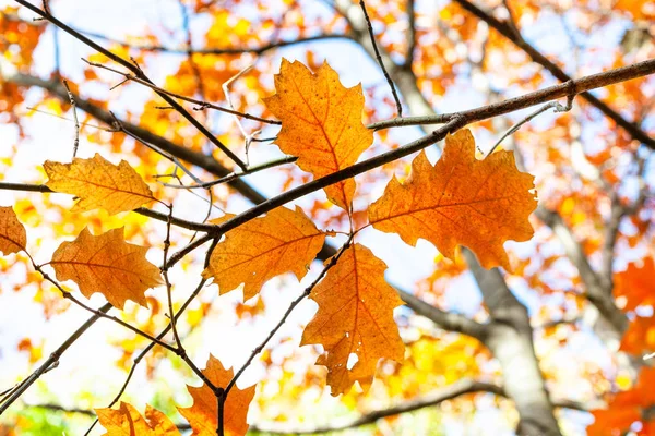 Twijgen met oranje bladeren van rode eik van dichtbij — Stockfoto